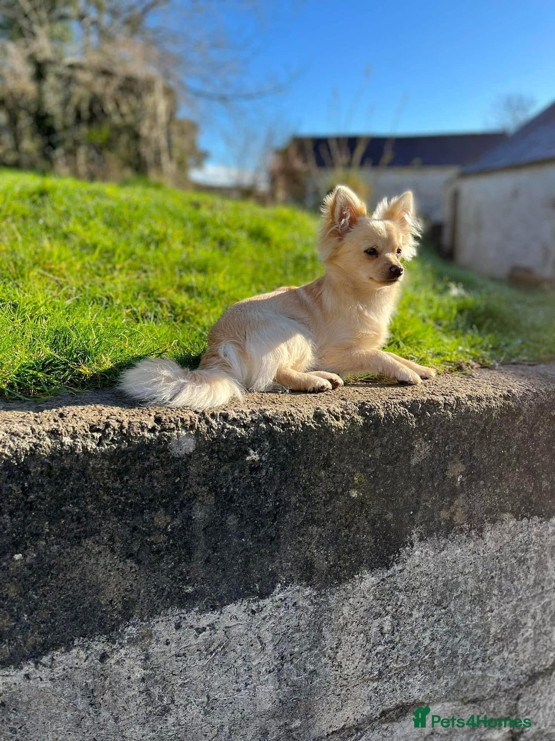 Pomchi dogs for sale: Emma Evans  - Image 12