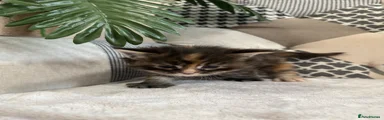 Maine Coon Kitten 4