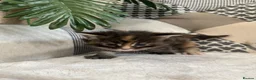 Maine Coon cats for sale: 5 x Stunning GCCF Registered Maine Coon Kittens - Advert 10