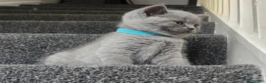 British Shorthair 1