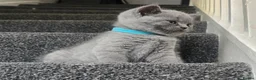 British Shorthair cats for sale: 3 little boys 🐈🐈 in Dagenham - Advert 4