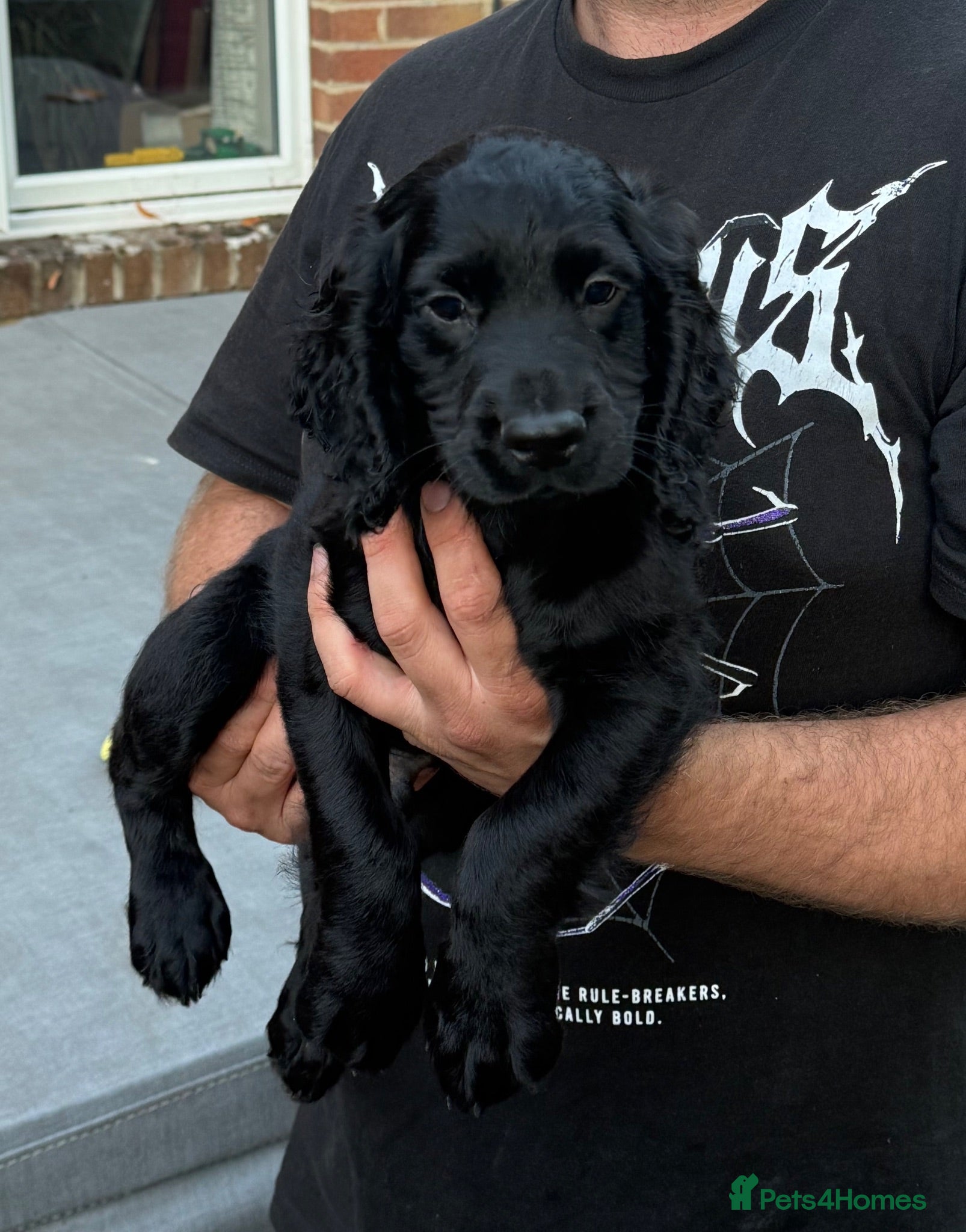Cocker Spaniel dogs Working Cocker Spaniel puppies - ready to go!  - Advert 1