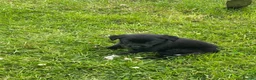 Borador dogs for sale: 8 Labrador pups ready for new home. - Advert 6
