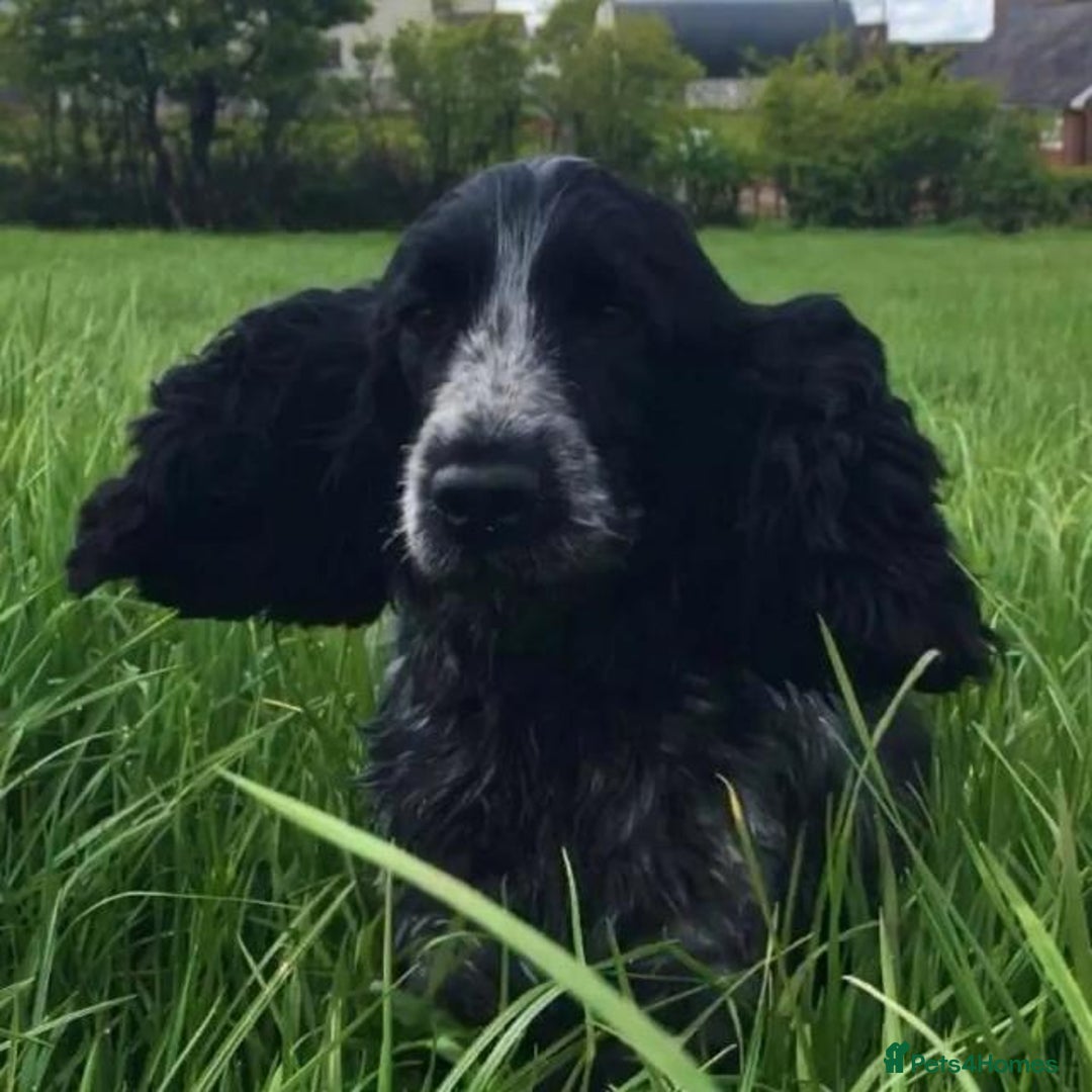 Cocker Spaniel dogs for sale: Cocker Spaniel puppies (IKC registered) - Image 10