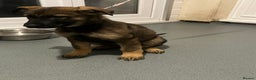 German Shepherd dogs for sale: KC registered pups with paperwork,German shepherd  - Advert 4