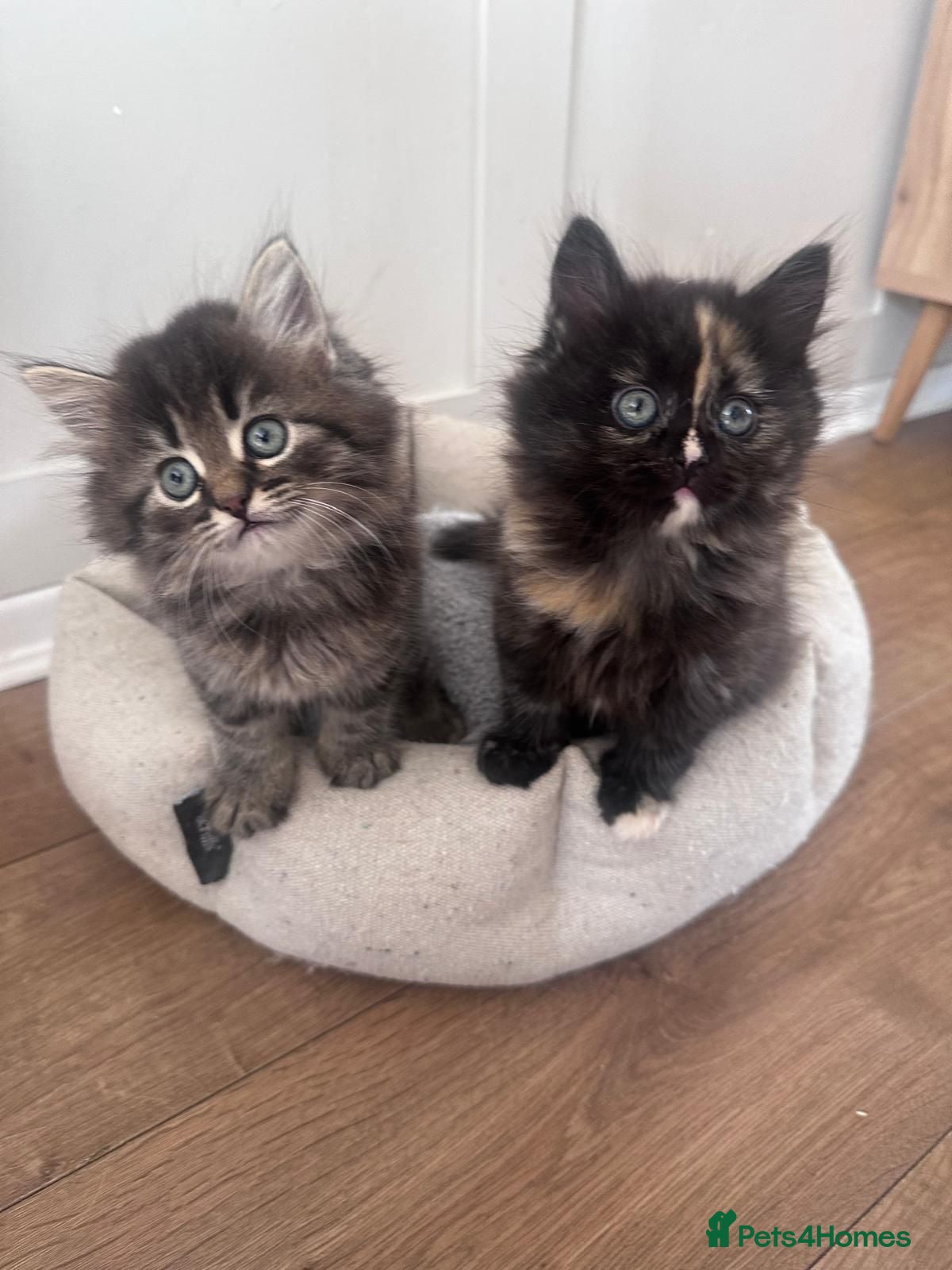 Persian cats 3 beautiful persian kittens - Advert 4