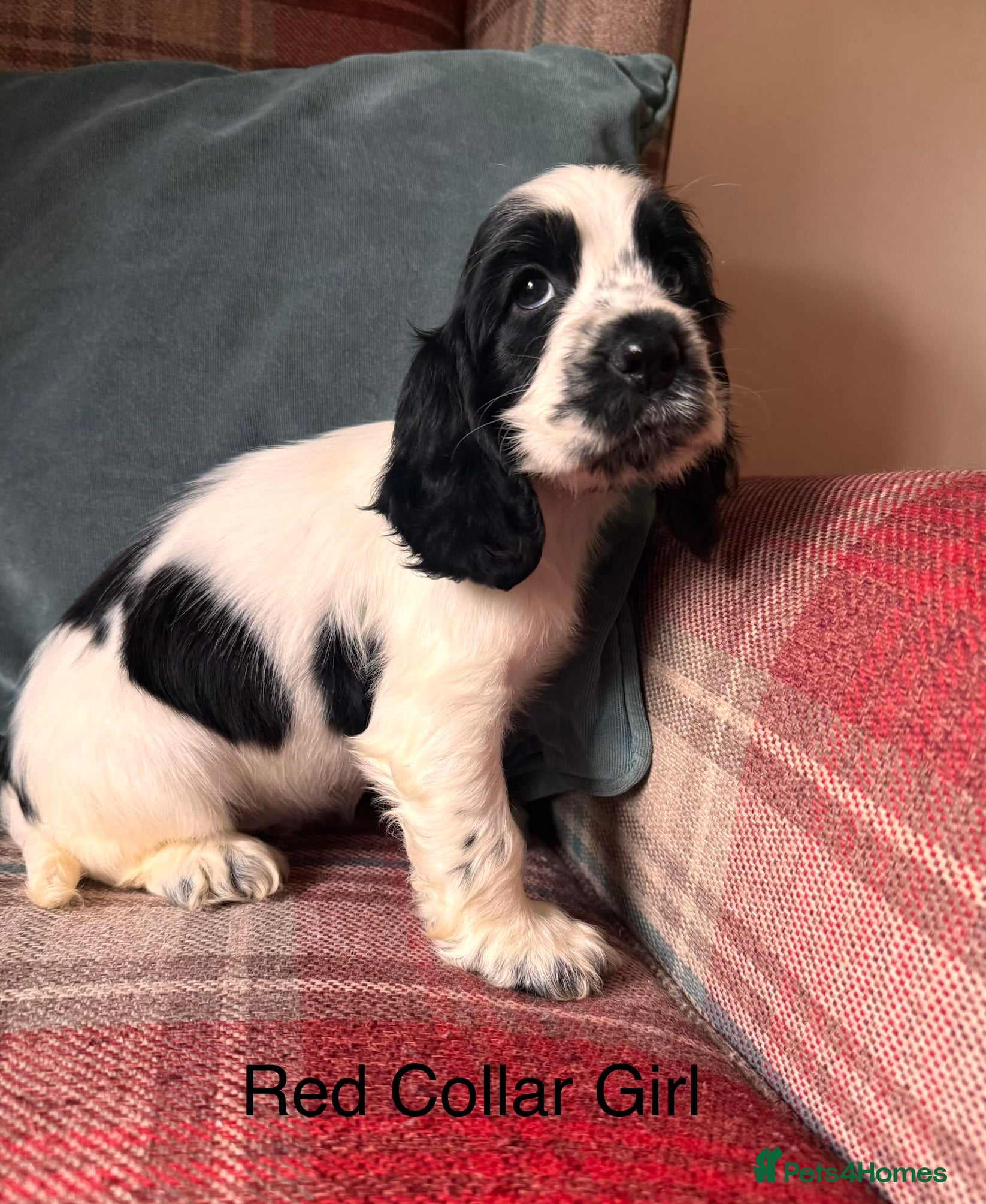 Cocker Spaniel dogs for sale: KC Registered, health tested, show type puppies - Advert 9