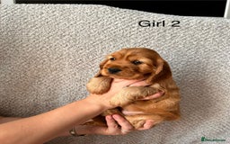 Cocker Spaniel dogs for sale: Golden English Show Cocker Spaniel puppies - Image 25