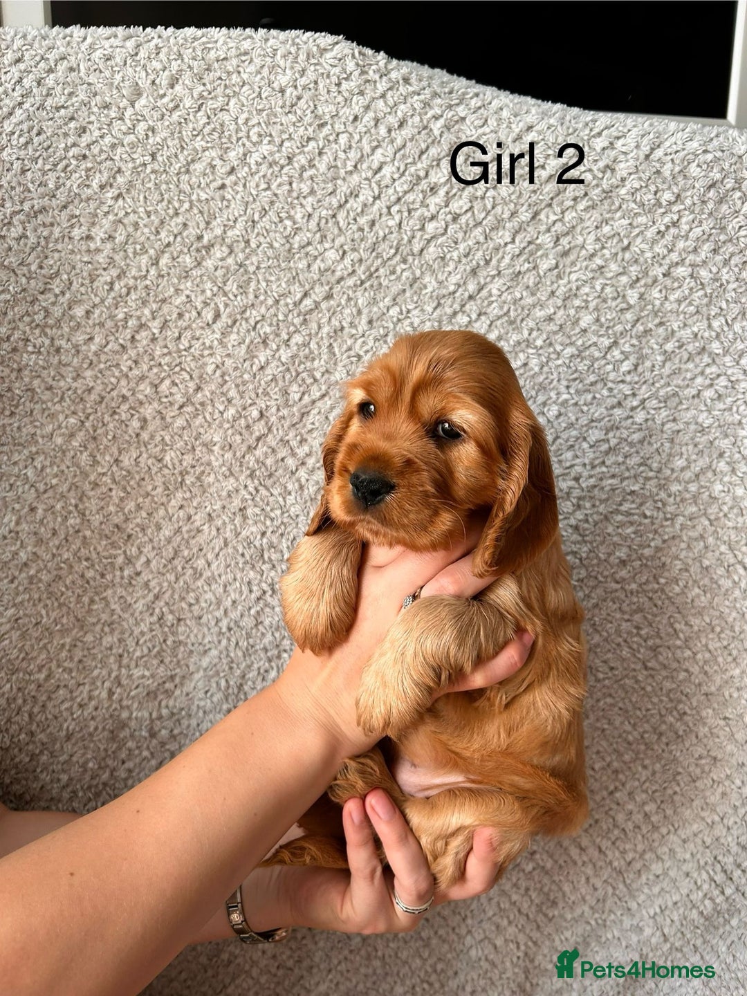 Cocker Spaniel dogs for sale: Golden English Show Cocker Spaniel puppies - Image 25