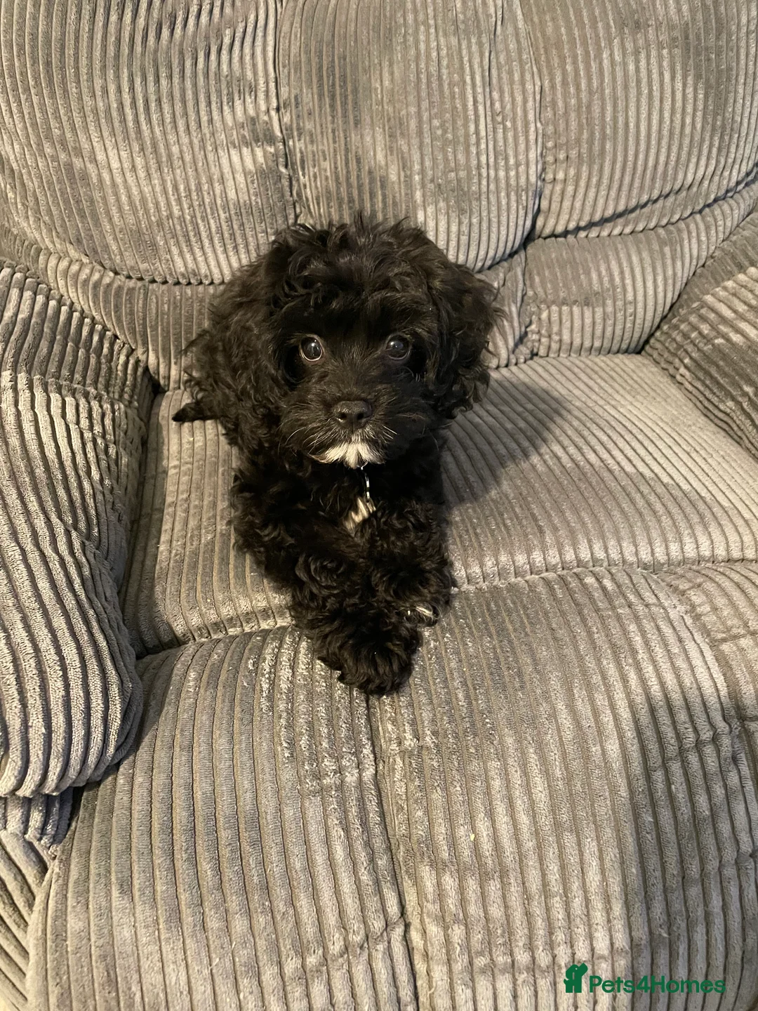 Cavapoo dogs for sale: Cavapoo puppy - Advert 1