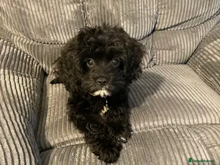 Cavapoo dogs Cavapoo puppy - Advert 2