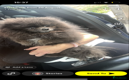 Pomeranian dogs for stud: 🧸🧸XXS PROVEN STUD BOY 🧸🧸 in Scunthorpe - Image 2
