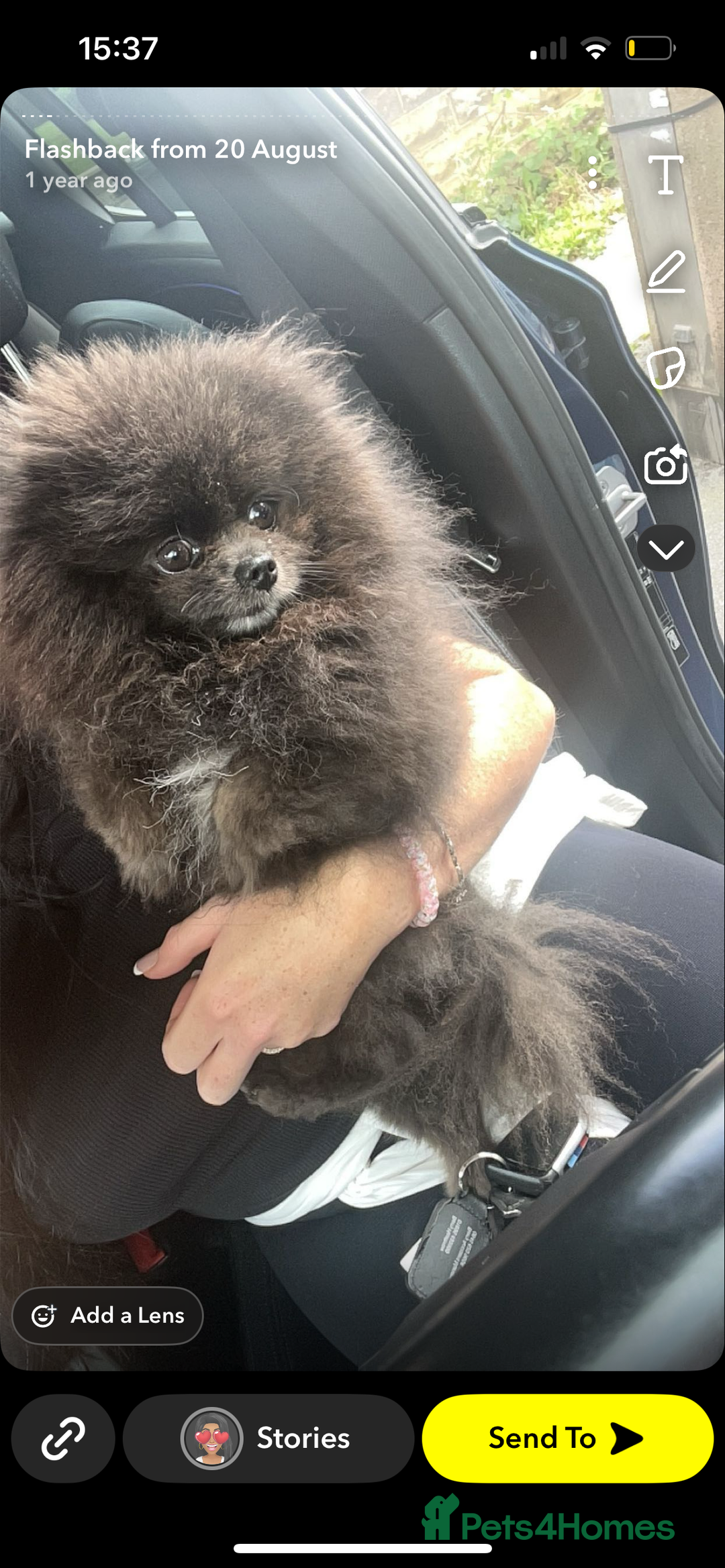 Pomeranian dogs for stud: 🧸🧸XXS PROVEN STUD BOY 🧸🧸 in Scunthorpe - Image 2