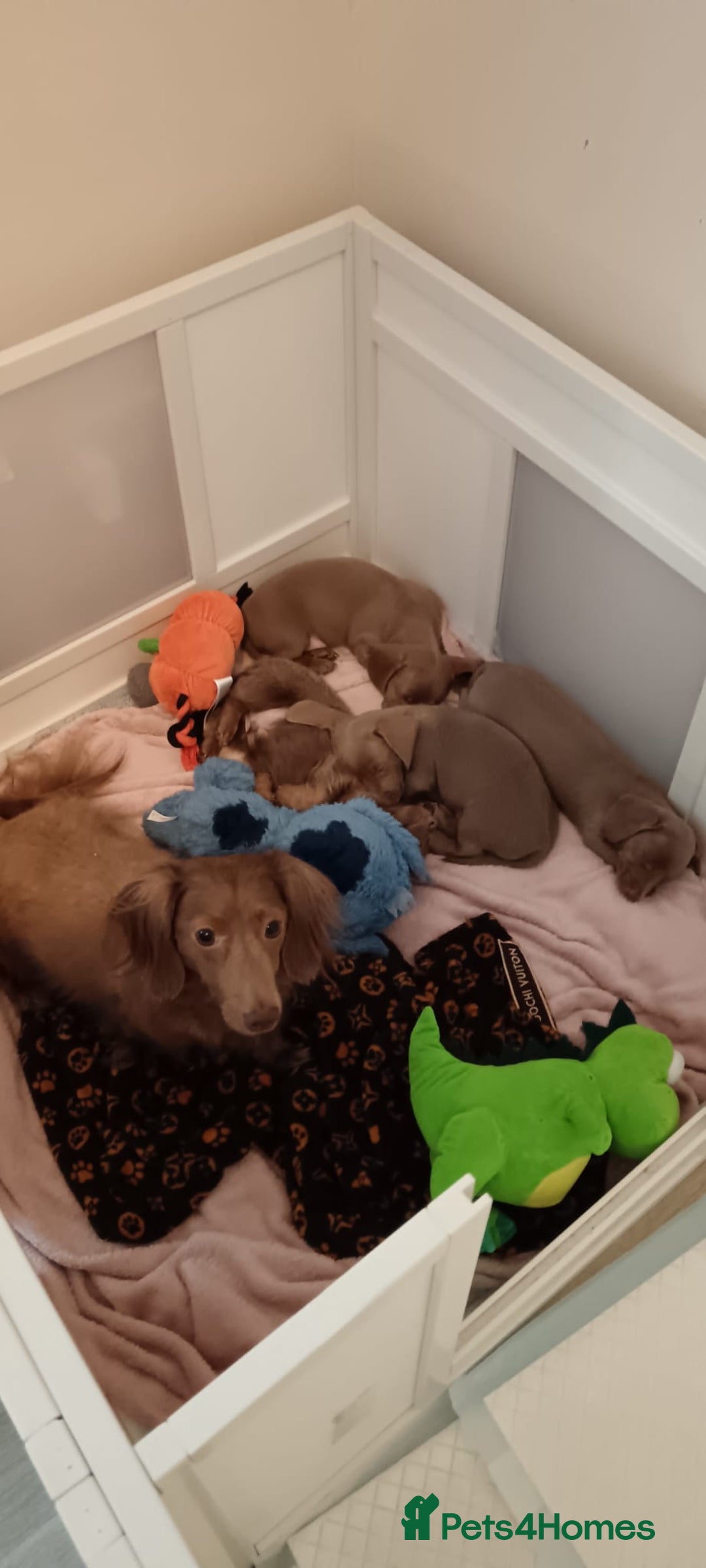 Miniature Dachshund dogs for sale: Long Haired Boy and 2 Short Haired Girls Available - Image 4