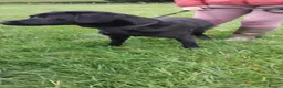 Labrador Retriever dogs for sale: Male age 2 entire - Advert 4