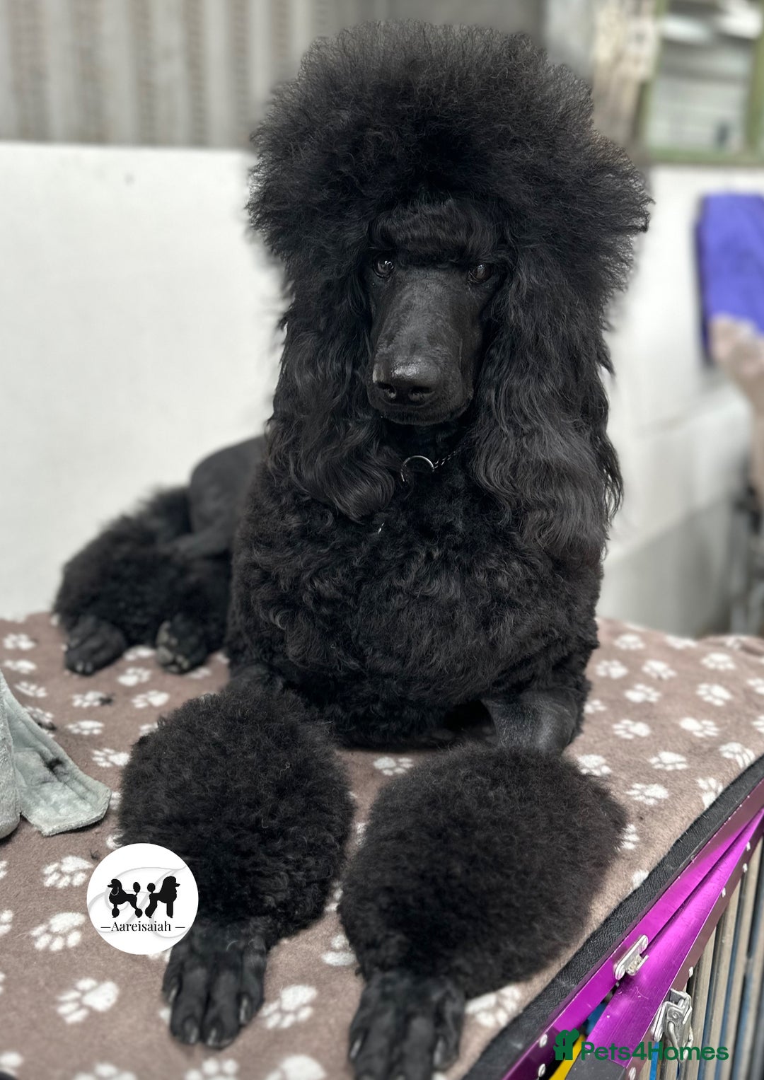 Standard Poodle dogs for stud: Proven Black and Cream Standard Poodles for stud - Advert 8