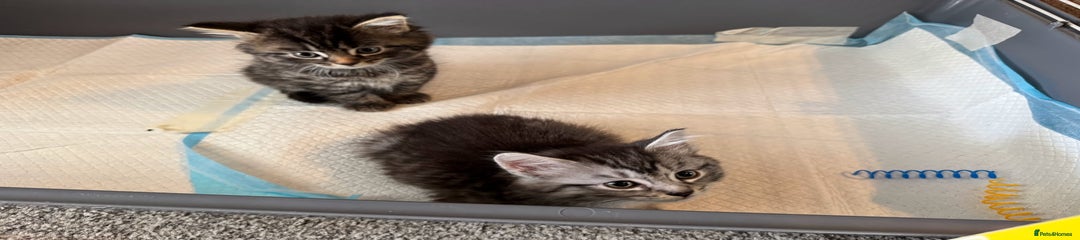 British Longhair Kitten 3
