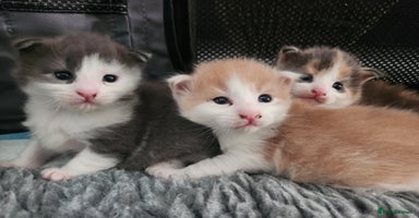Maine Coon cats - Advert 9