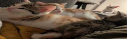 Mixed Breed cats for sale: 🐱 2 Gorgeous Female Kittens – Ready 12th July 🏡 in Hatfield - Advert 9