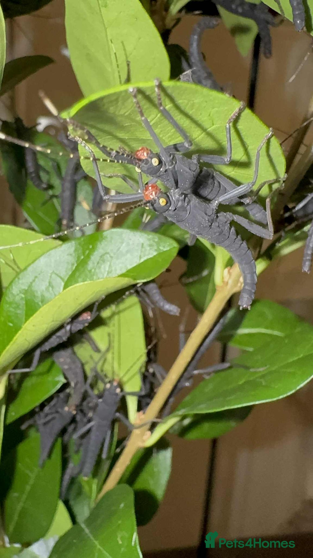 Stick Insects invertebrates for sale: ALMOST GONE -10 Black beauty stick insects - Advert 3