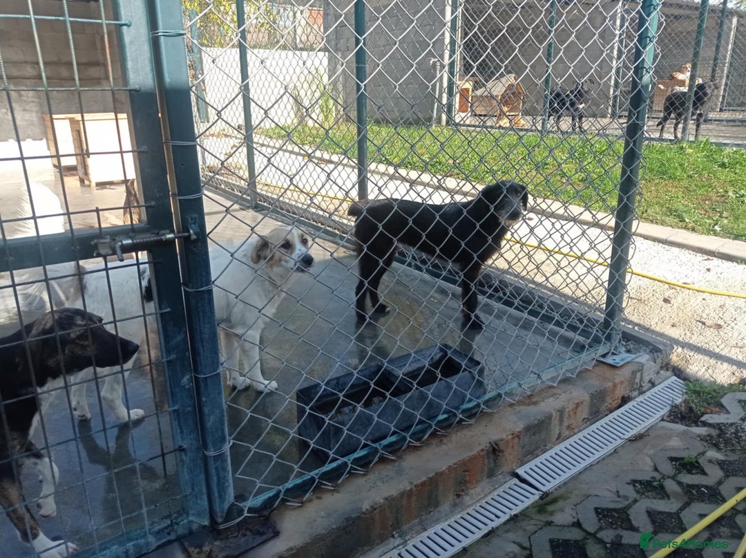 Mixed Breed dogs for adoption: Morag, 8 -9 months. Available for adoption. - Advert 7