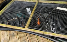 Koi Carp fish for sale: Beautiful Gold-Orange Koi Carp - Image 5