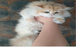 British Shorthair cats for stud: BSH stud, Golden shaded, Emerald eyes, NY 11 - Image 8