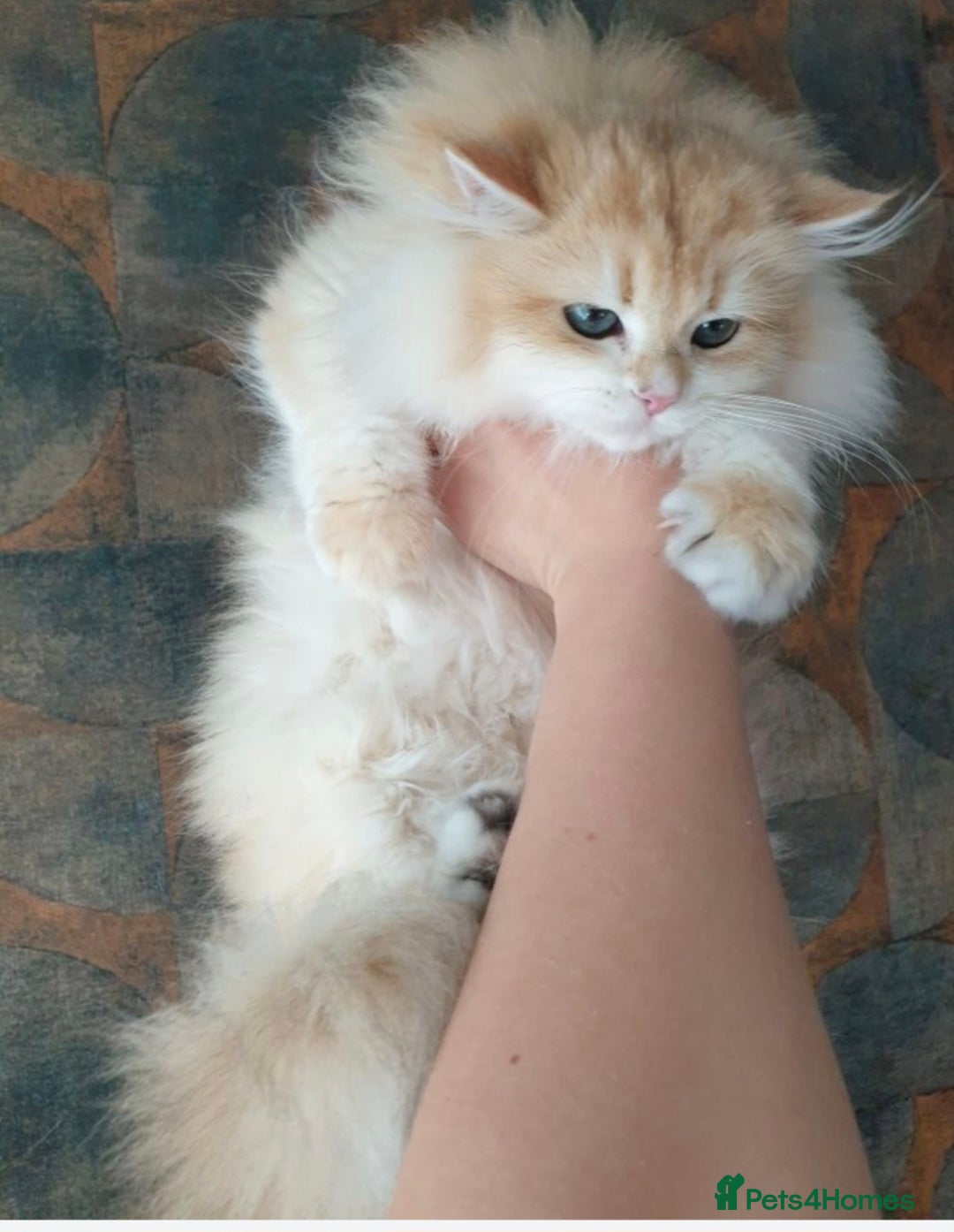 British Shorthair cats for stud: BSH stud, Golden shaded, Emerald eyes, NY 11 - Image 8