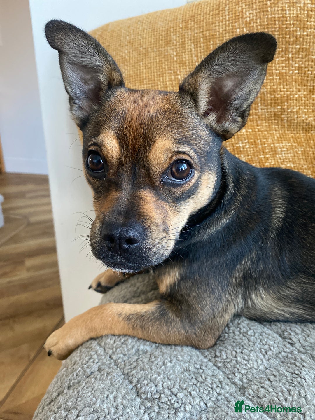 Mixed Breed dogs for sale: Jackchi - Image 4