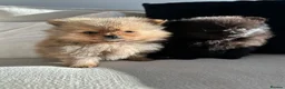 Pomeranian dogs for sale: READY TO GO🩵🐻2 stunning KC Pomeranian puppies🐻 - Advert 17