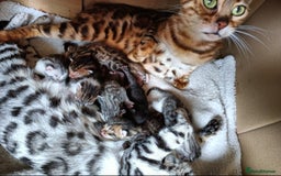 Bengal cats for sale: Bedazzled Early Generation Bengal kittens  - Image 29