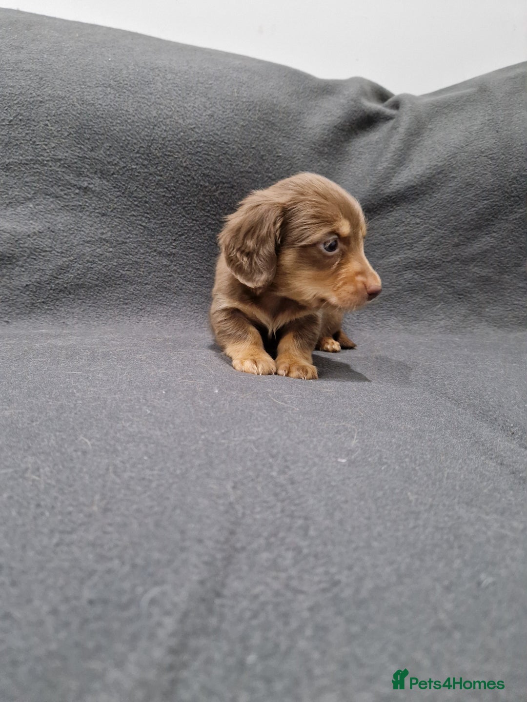 Miniature Dachshund dogs for sale: Quality KC Registered Mini Long-Haired Dachshunds  - Advert 23