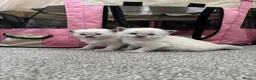 Ragdoll cats for sale: Pure blue point ragdolls  - Advert 19