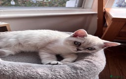 British Shorthair cats for sale: Silver shaded British Shorthair Kitten - Image 8