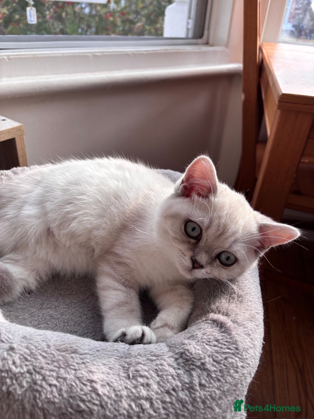 British Shorthair cats for sale: Silver shaded British Shorthair Kitten - Image 8