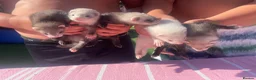 Ferret rodents for sale: Micro ferret kits - Advert 9