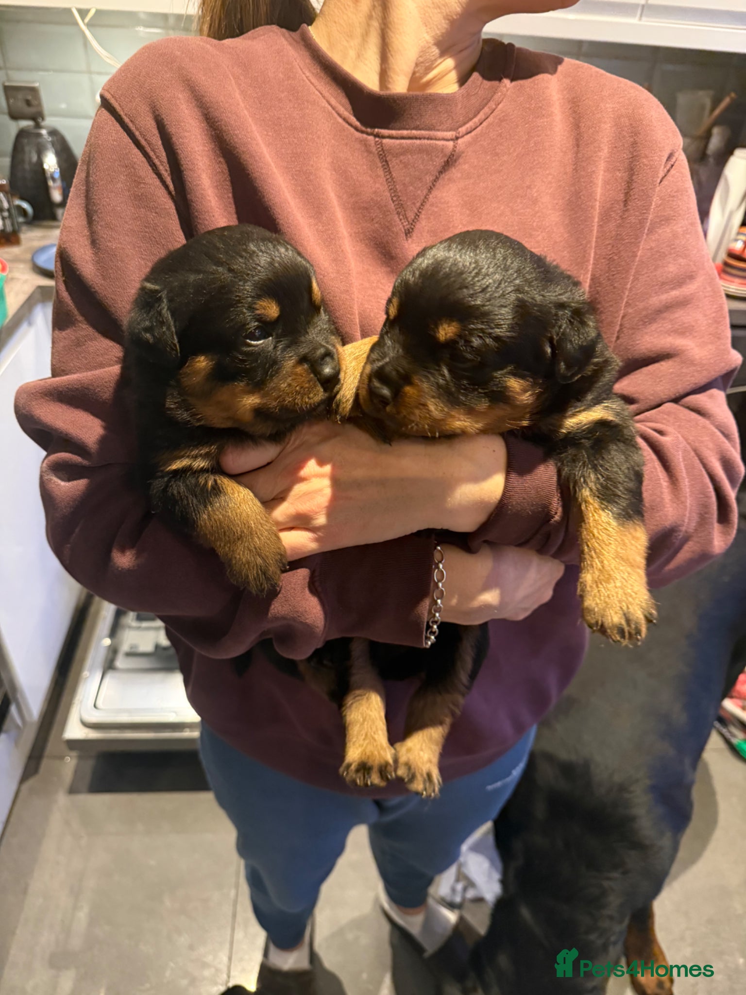 Rottweiler dogs Rottweiler Puppies - Advert 3