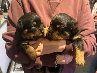 Rottweiler dogs Rottweiler Puppies - Advert 3