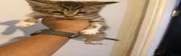 Mixed Breed cats for sale: Mainecoon Mix kittens  - Advert 8