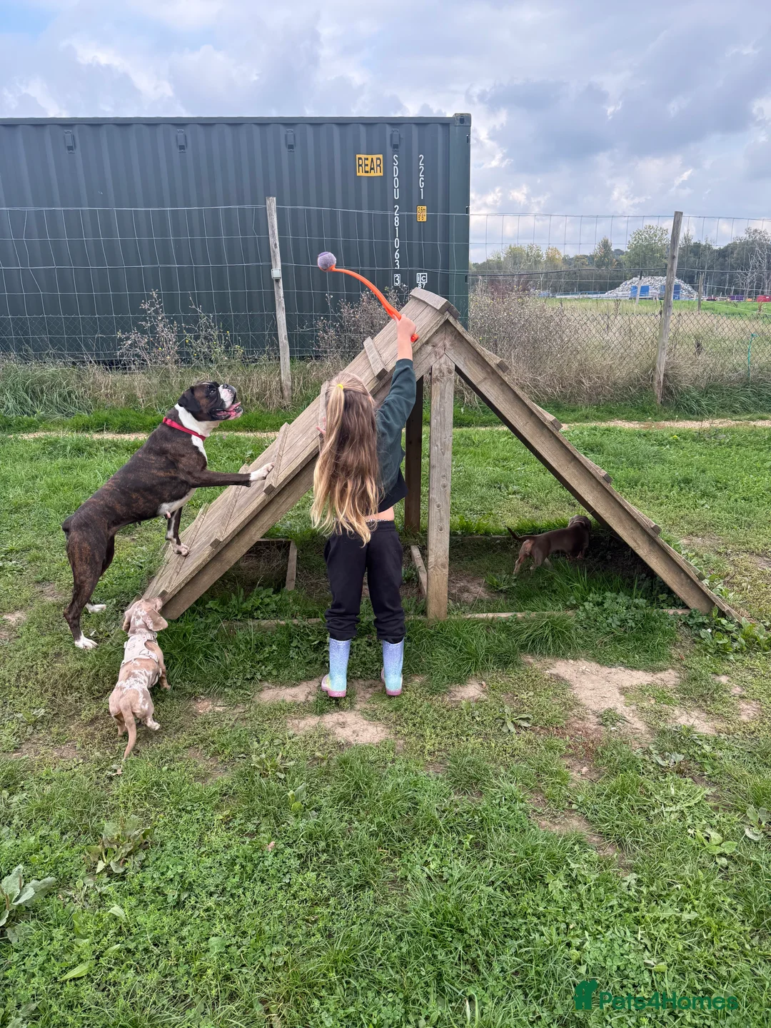 Boxer dogs for sale: Beautiful Bobtail & Longtail boxers due March 3rd. - Advert 3