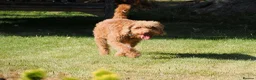 Labradoodle dogs for sale: Labradoodles Miniature/Midi Puppies Muliti Gen  - Advert 26