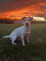 Jack Russell dogs - Advert 8