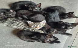 Mixed Breed cats for sale: Mixed breed kittens for sale - Image 6