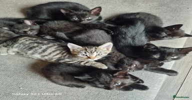 Mixed Breed cats - Advert 7