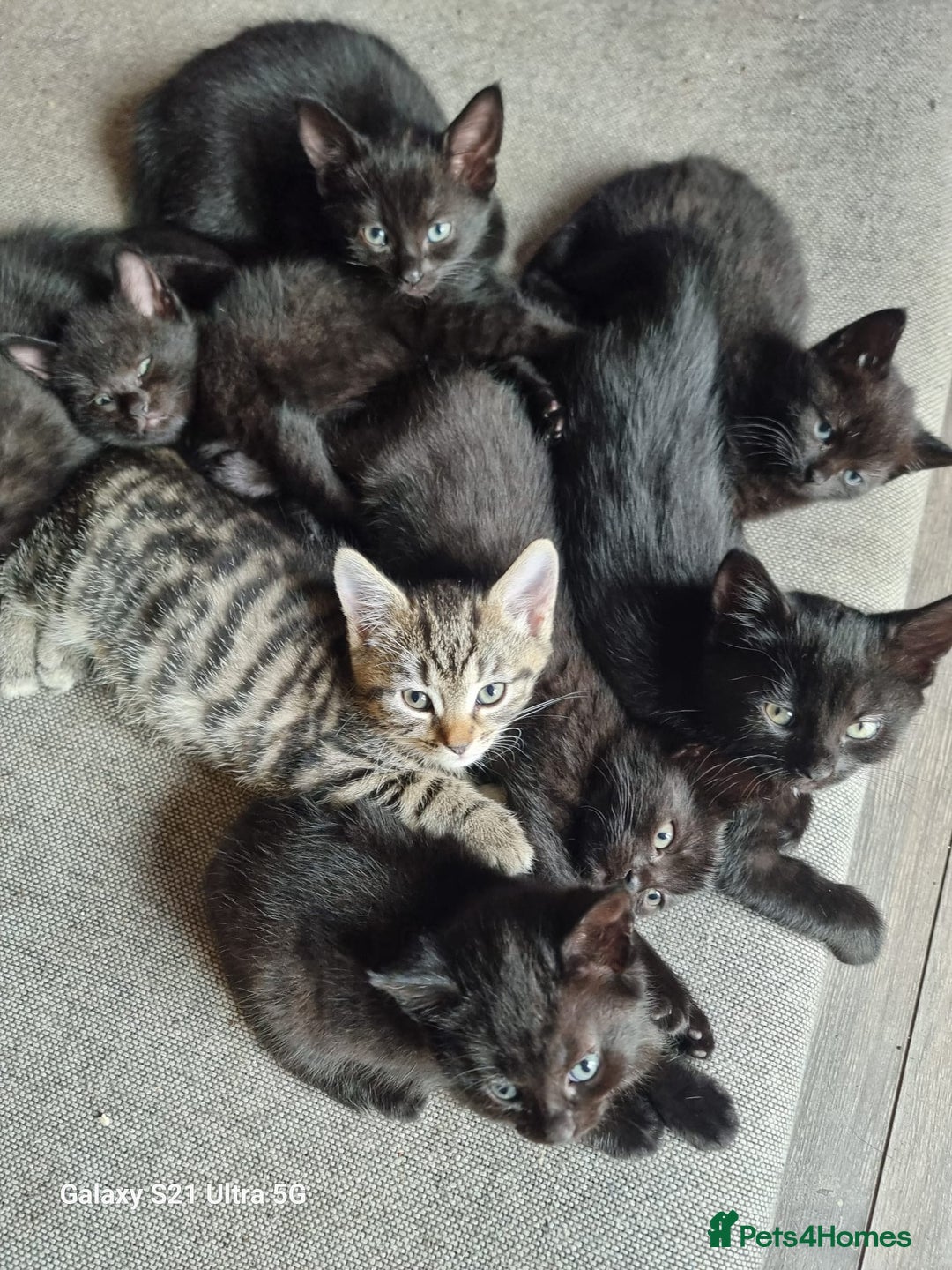 Mixed Breed cats for sale: Mixed breed kittens for sale - Image 6