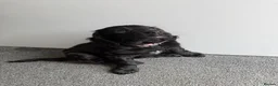 Chiweenie dogs for sale: Cockador puppy - Advert 8