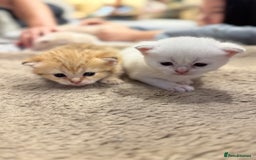 Scottish Fold cats for sale: Scottish fold  - Image 1
