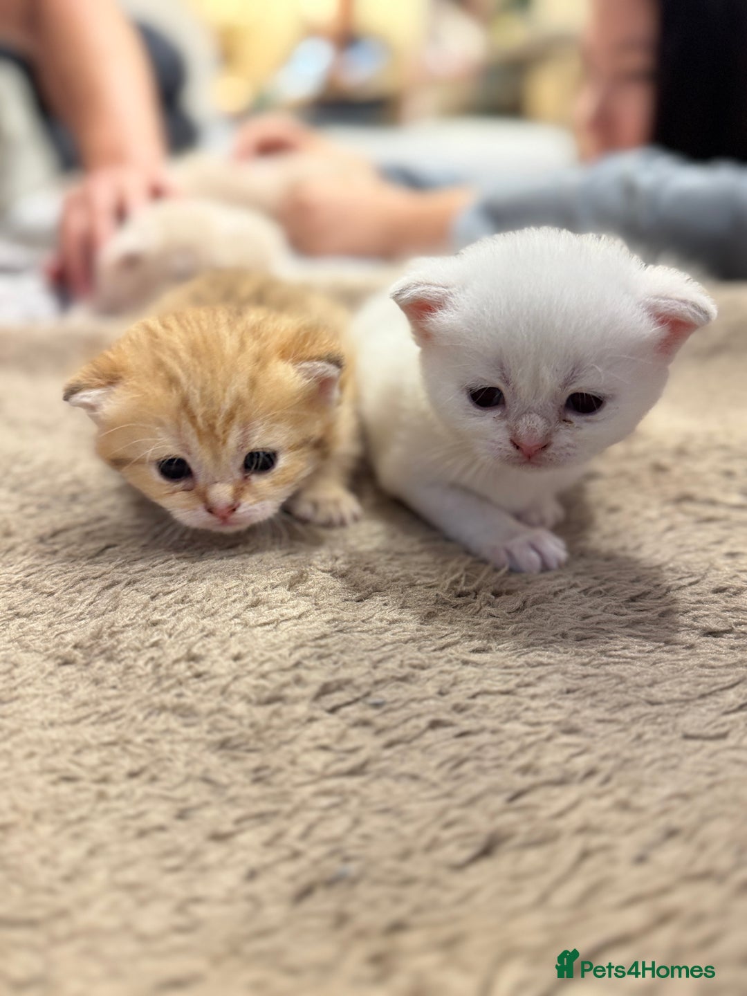 Scottish Fold cats for sale: Scottish fold  - Image 1
