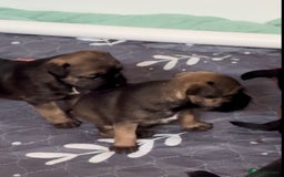 Border Terrier dogs for sale: Slem clear KC Registered  Border Terriers  - Image 14