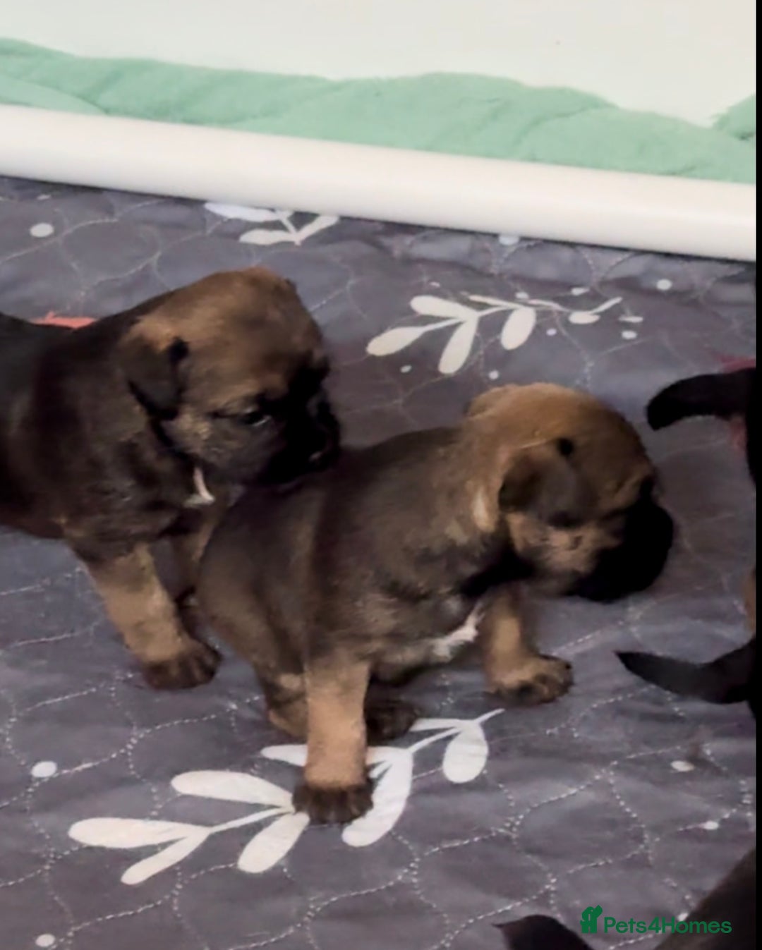 Border Terrier dogs for sale: Slem clear KC Registered  Border Terriers  - Image 14